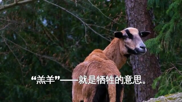 为什么在样呢？